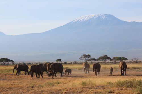 Ambuseli Park - Blick auf Kilimandscharo